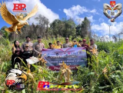 Polsek Rungan Sukses Panen Raya 4 Ton Jagung Hibrida di Desa Batu Puter