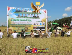 Wujud Sinergi Perkuat Swasembada Pangan, Kapolda Kalteng Panen Raya Padi Bersama Gubernur Di Kapuas